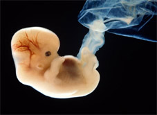   - . . . . . . . . . 
Embryo. Photo. Science and technics. Pictures. Nature. Text.